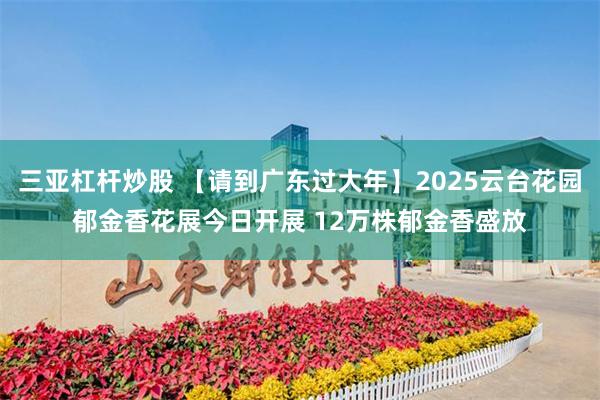 三亚杠杆炒股 【请到广东过大年】2025云台花园郁金香花展今日开展 12万株郁金香盛放